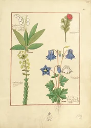 Illustration du Livre des Simples Médecines par Mattheaus Platearius 135r